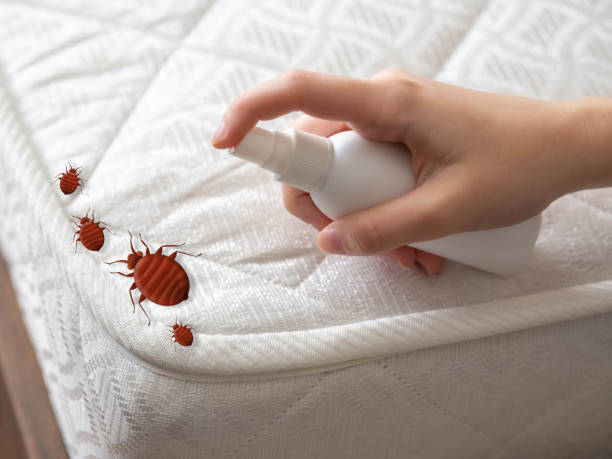 Best Indoor Pest Control  in Cibecue, AZ